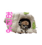 チワワ・みみちゃんの日常（個別スタンプ：3）