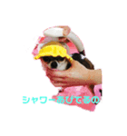 チワワ・みみちゃんの日常（個別スタンプ：8）