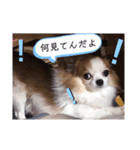 チョコくんのシュールスタンプ（個別スタンプ：8）