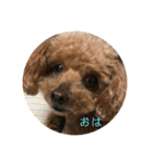 mocoの1日（個別スタンプ：7）
