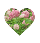 Flower_20190720223909（個別スタンプ：3）