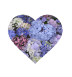 Flower_20190720223909（個別スタンプ：6）