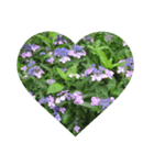 Flower_20190720223909（個別スタンプ：7）