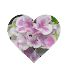 Flower_20190720223909（個別スタンプ：8）
