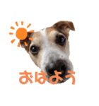 犬犬犬タンプ（個別スタンプ：1）