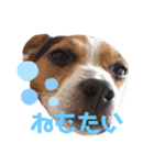 犬犬犬タンプ（個別スタンプ：2）