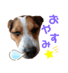 犬犬犬タンプ（個別スタンプ：3）