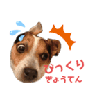 犬犬犬タンプ（個別スタンプ：4）
