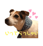 犬犬犬タンプ（個別スタンプ：5）