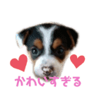 犬犬犬タンプ（個別スタンプ：7）