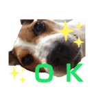 犬犬犬タンプ（個別スタンプ：8）
