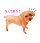 キュートすぎ！ベリーちゃんスタンプ（個別スタンプ：1）