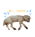 キュートすぎ！ベリーちゃんスタンプ（個別スタンプ：4）