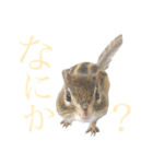むぎぐらし ひとこと（個別スタンプ：5）