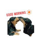 ブラックタン兄弟（個別スタンプ：1）