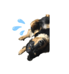 ブラックタン兄弟（個別スタンプ：3）
