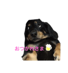 ブラックタン兄弟（個別スタンプ：4）