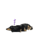 ブラックタン兄弟（個別スタンプ：7）