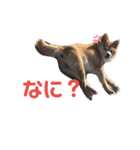 柴犬レオン（個別スタンプ：1）