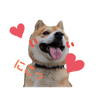 柴犬レオン（個別スタンプ：2）