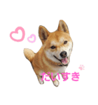 柴犬レオン（個別スタンプ：3）
