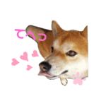 柴犬レオン（個別スタンプ：4）