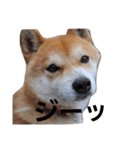 柴犬レオン（個別スタンプ：5）