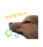柴犬レオン（個別スタンプ：7）