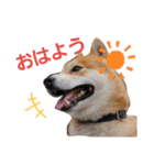 柴犬レオン（個別スタンプ：8）