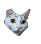 ねこのみぃ（日常）（個別スタンプ：1）
