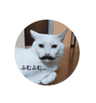 ねこのみぃ（日常）（個別スタンプ：3）