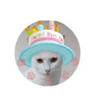 ねこのみぃ（日常）（個別スタンプ：4）
