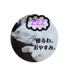 ねこのみぃ（日常）（個別スタンプ：5）
