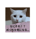 ねこのみぃ（日常）（個別スタンプ：6）