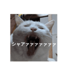 ねこのみぃ（日常）（個別スタンプ：7）