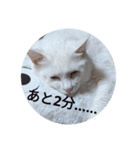 ねこのみぃ（日常）（個別スタンプ：8）