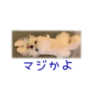 ムゥの独り言（個別スタンプ：5）