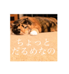 はなぽたそ（個別スタンプ：1）