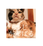 はなぽたそ（個別スタンプ：4）