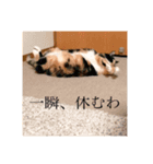 はなぽたそ（個別スタンプ：6）