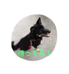黒柴しあわせスタンプ♪（個別スタンプ：4）