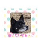 黒柴しあわせスタンプ♪（個別スタンプ：7）