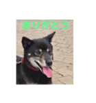 黒柴しあわせスタンプ♪（個別スタンプ：8）