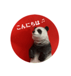 パンダなんだな（個別スタンプ：8）