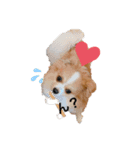 うちの愛犬モコ（個別スタンプ：1）