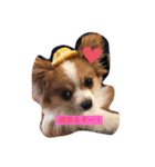 うちの愛犬モコ（個別スタンプ：2）