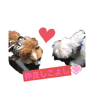うちの愛犬モコ（個別スタンプ：5）