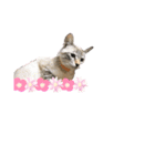 我が家の猫〜仲間たち（個別スタンプ：1）