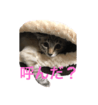 我が家の猫〜仲間たち（個別スタンプ：3）