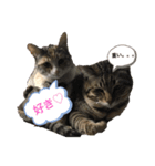 我が家の猫〜仲間たち（個別スタンプ：4）